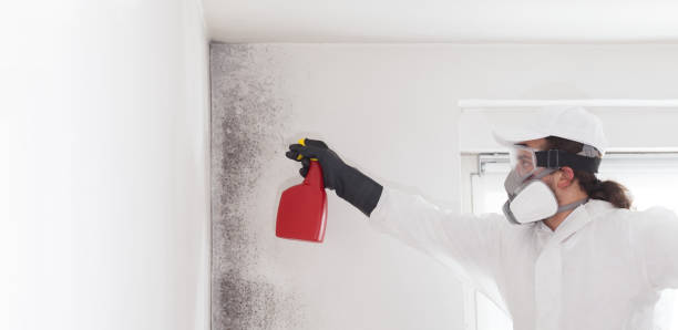 Best Certified Mold Removal  in Youngwood, PA