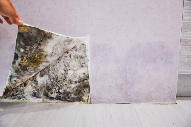 Best Certified Mold Removal  in Youngwood, PA